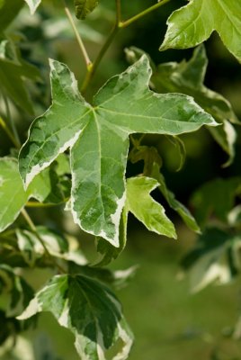 Liquidambar styraciflua 'Silver King' - ambroň západní - list léto